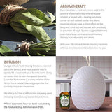 Eucalyptus Essential Oil - 100% Pure Therapeutic Grade Eucalyptus Oil - 10ml