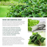 Eucalyptus Essential Oil - 100% Pure Therapeutic Grade Eucalyptus Oil - 10ml