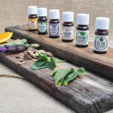 Eucalyptus Essential Oil - 100% Pure Therapeutic Grade Eucalyptus Oil - 10ml
